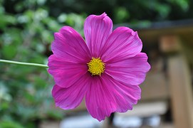 Zonnebloem afdelingsnieuws