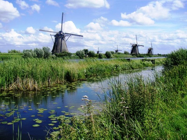 Zonnebloem afdeling