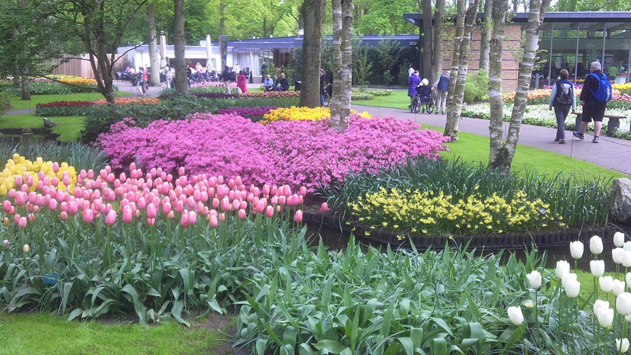 Zonnebloem afdeling
