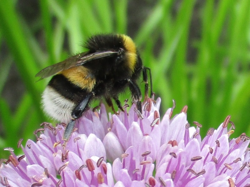 Zonnebloem afdeling