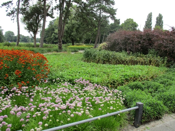 Zonnebloem afdeling