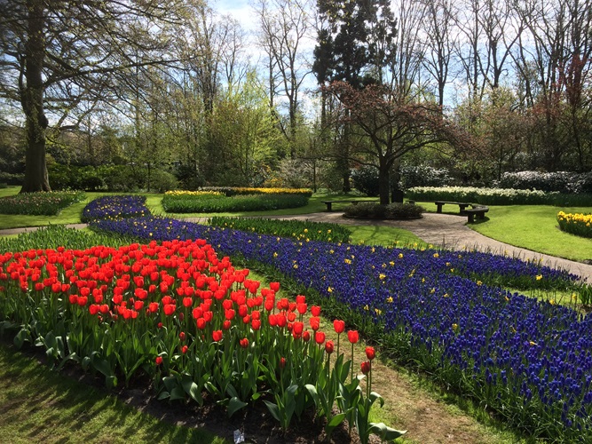 Zonnebloem afdeling