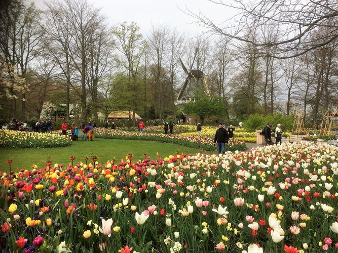 Zonnebloem afdeling