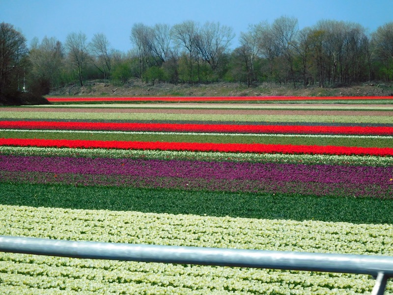 Zonnebloem afdeling