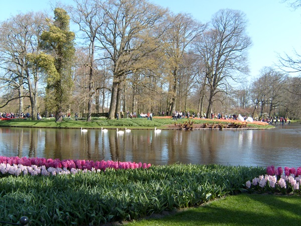 Zonnebloem afdeling