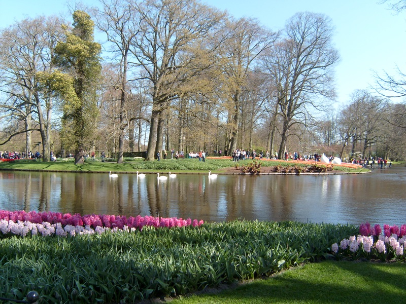 Zonnebloem afdeling