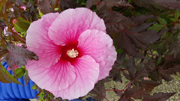 Zonnebloem afdeling