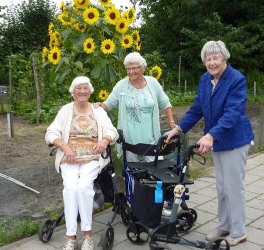 Zonnebloem afdeling