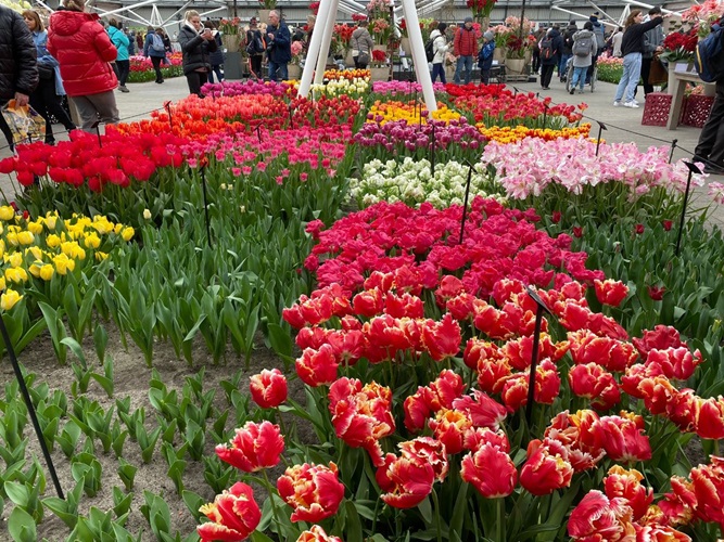 De tulpen bloeiden prachtig