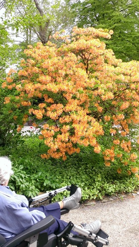 Zonnebloem afdeling