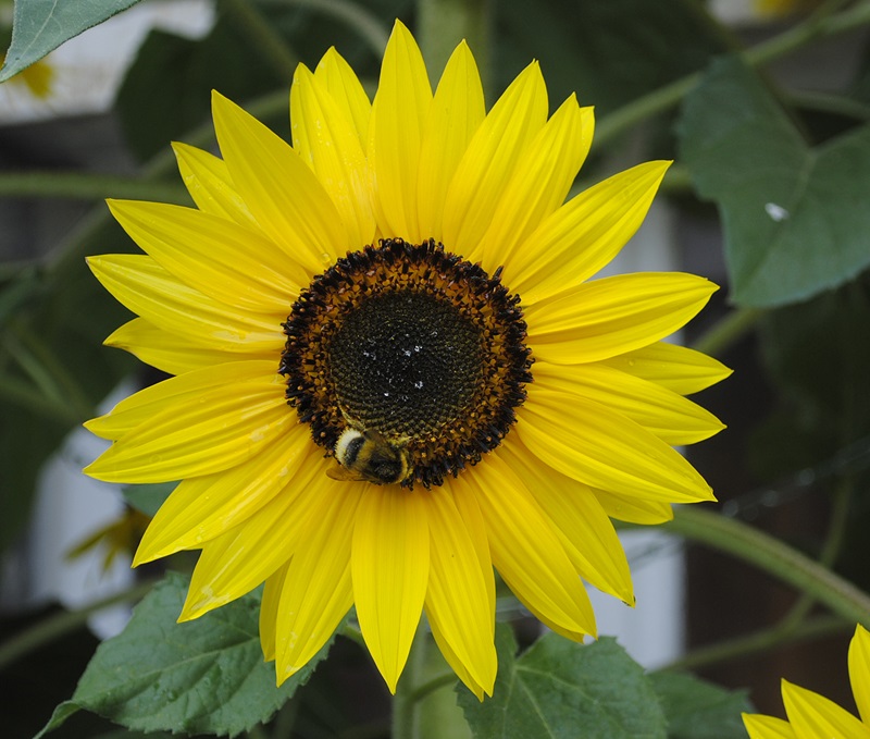 Zonnebloem afdeling