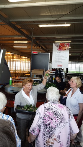 Zonnebloem afdeling