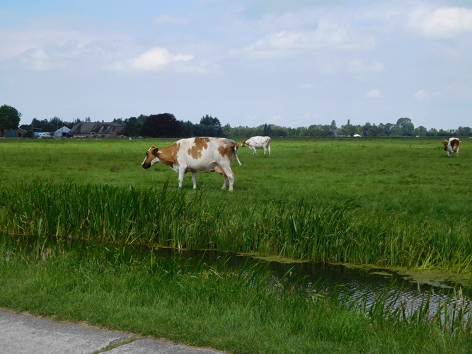 Zonnebloem afdeling