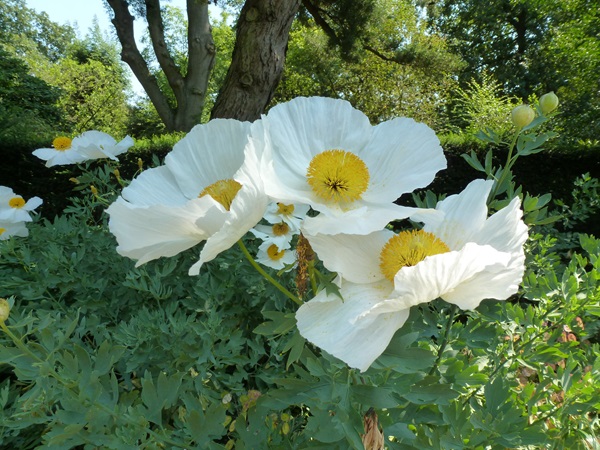 Zonnebloem afdeling