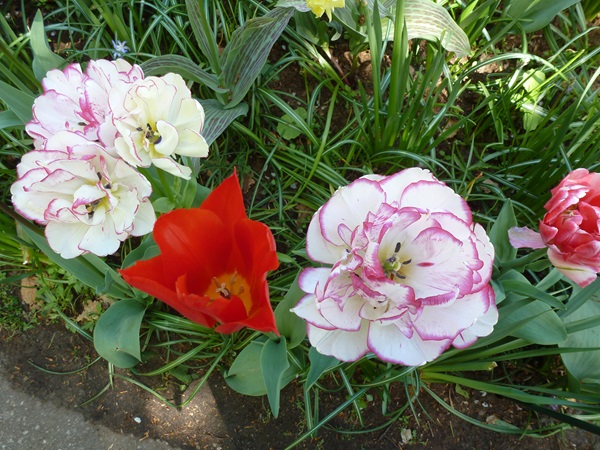 Zonnebloem afdeling