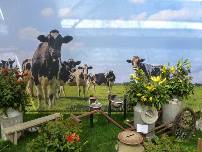 Zonnebloem afdeling