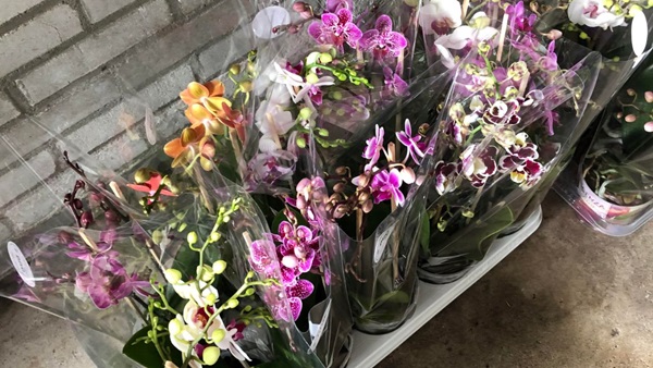 orchideen-2jpg