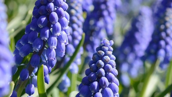 02-attentie-blauwe-druifjes-1jpg