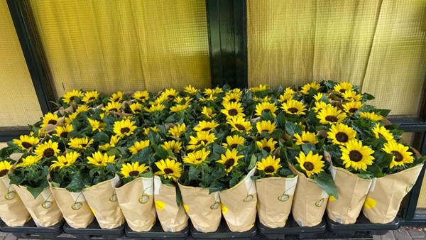 23-6-zonnebloemen-klaar-om-af-te-halenjpg