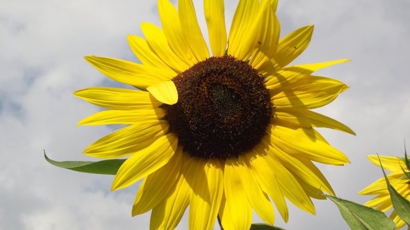 cochem-moselkern-zonnebloemen-3jpg