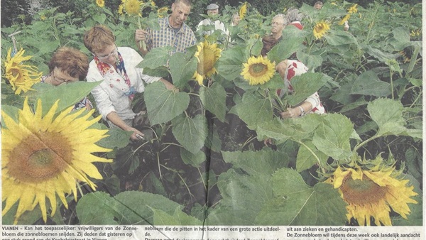 zonnebloemvelden-in-vianen-1jpg