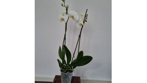 orchidee2jpg