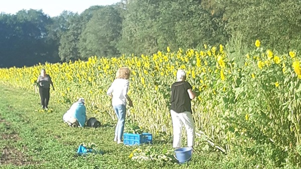 zonnebloemen-plukken-2jpg