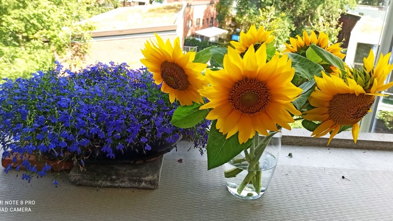 zonnebloemen-plukken-3-12-08-2021jpg