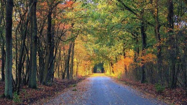 herfst-in-np-de-hoge-veluwe269jpg