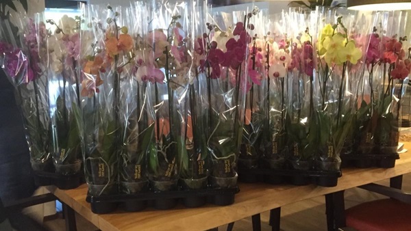 orchideeen-2jpg