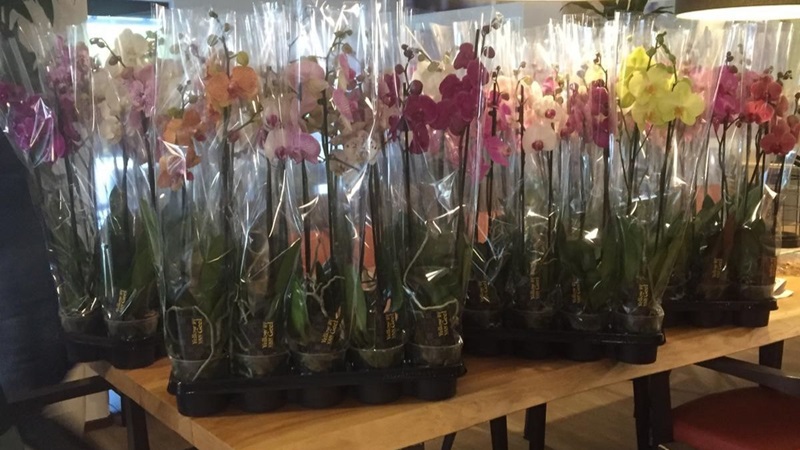 orchideeen-2jpg