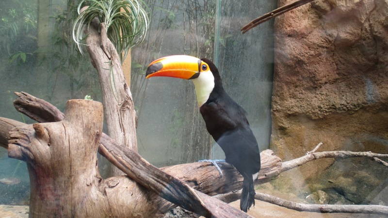 20190528-zbo-avifauna026jpg