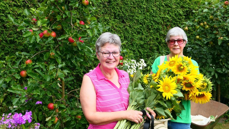 zonnebloemen-plukken-1-04-08-2022jpg