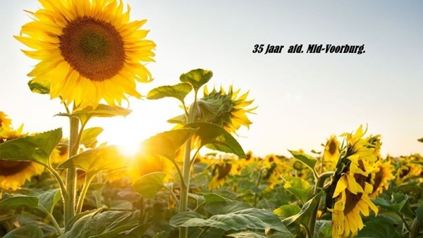 zonnebloemjpgjpg