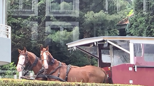 ommen-louise-paardenjpg