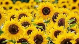 zonnebloemenjpg
