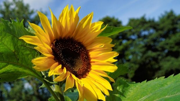 zonnebloemjpg
