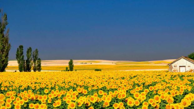 zonnebloemvelden-in-le-marchejpg