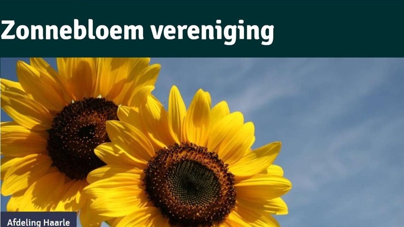 zonnebloem-haarlecomjpg