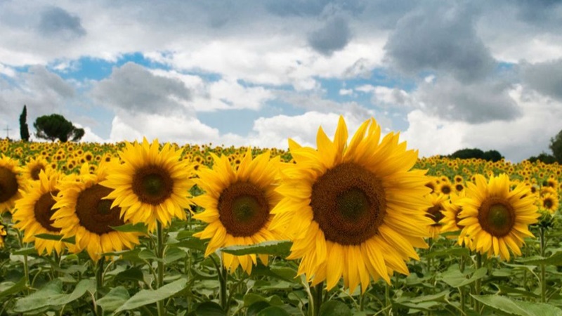 zonnebloemenjpg