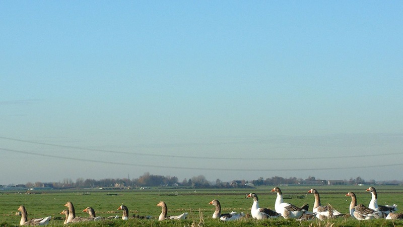 ganzenrijnwoudejpg