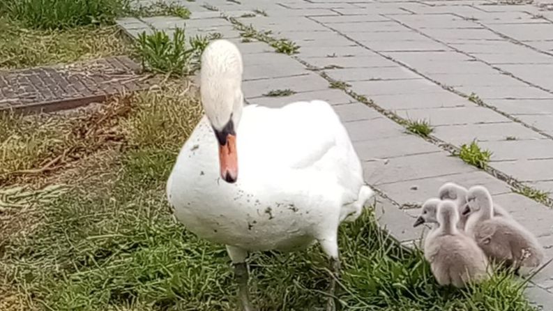 rembrandtlaan-hw-dorpjpgjpg