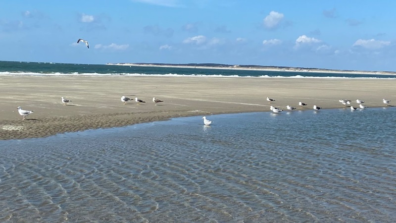 strand-neeltje-jans-2021-05-05jpg