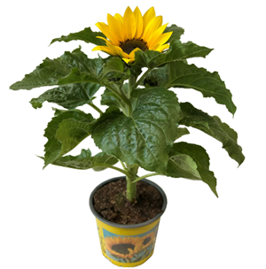 Zonnebloem Intratuin
