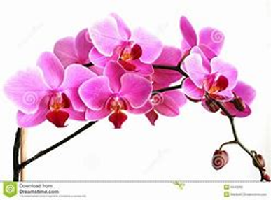 orchideen-kwekerij-bekijken-9e378822-c91c-4b04-9b53-add55ea9c59e