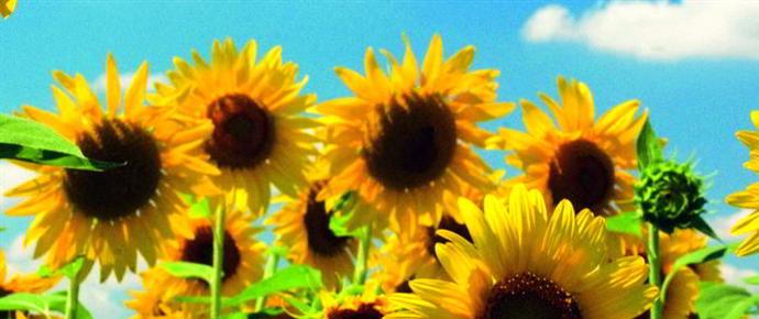 Zonnebloem afdelingswebsite