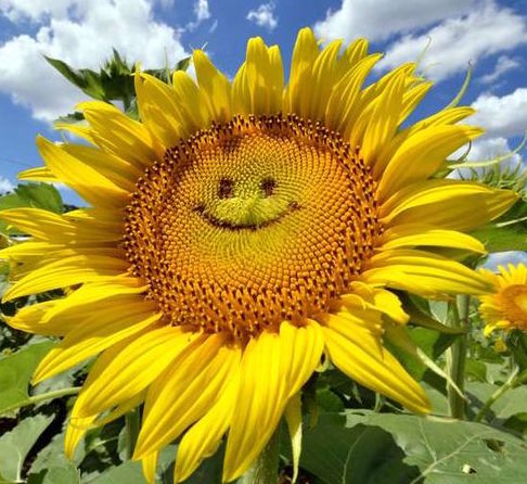 Zonnebloem afdelingsnieuws