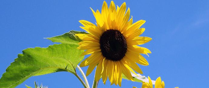 Zonnebloem afdelingswebsite