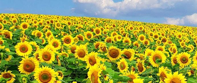 Zonnebloem afdelingswebsite