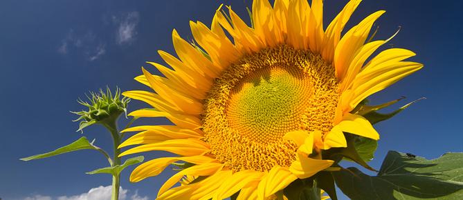 Zonnebloem afdelingswebsite